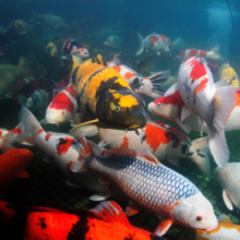 Propond All Seasons S